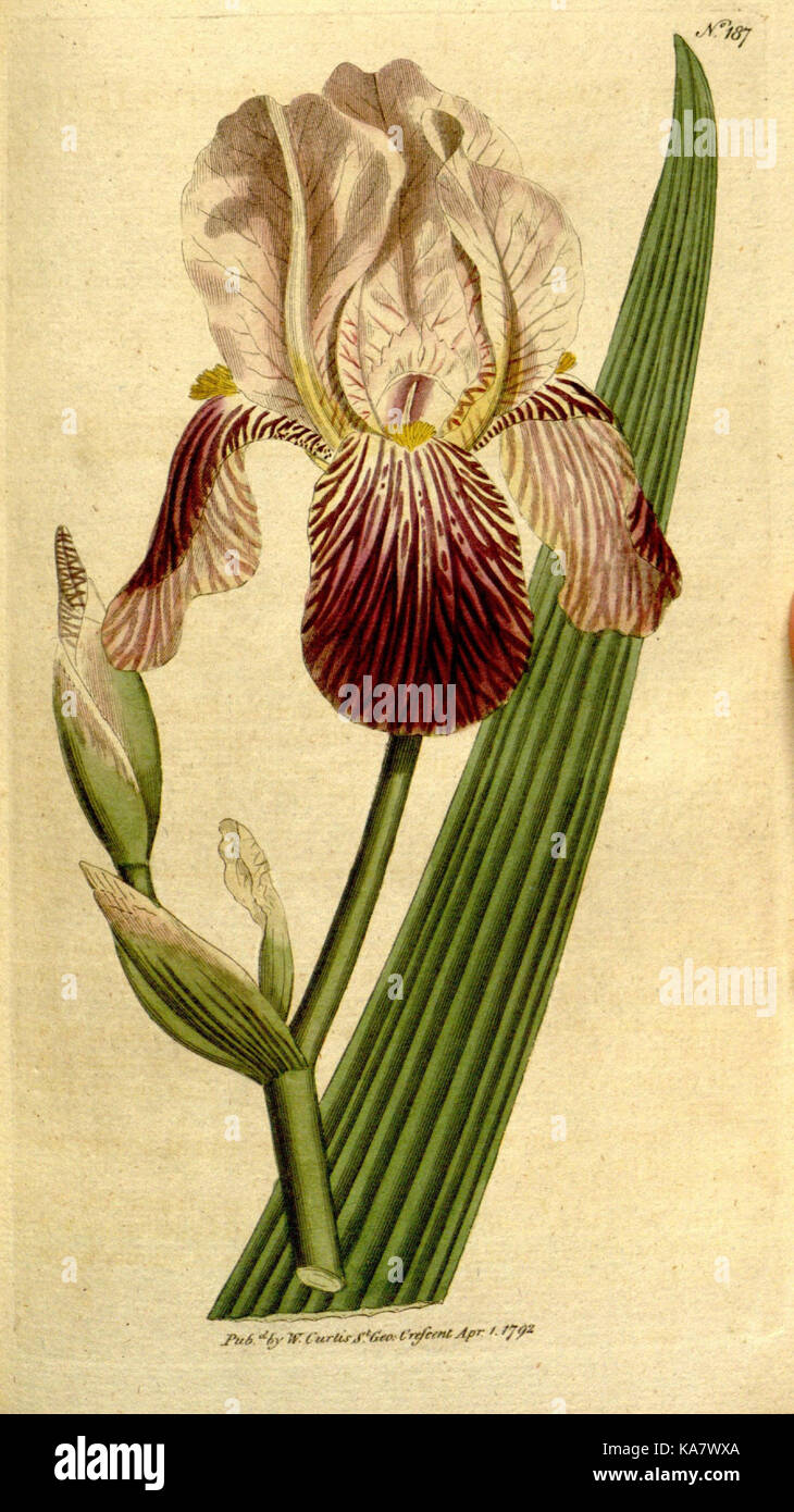 The Botanical magazine, or, Flower garden displayed (Plate 187) (8559501475) Stock Photo