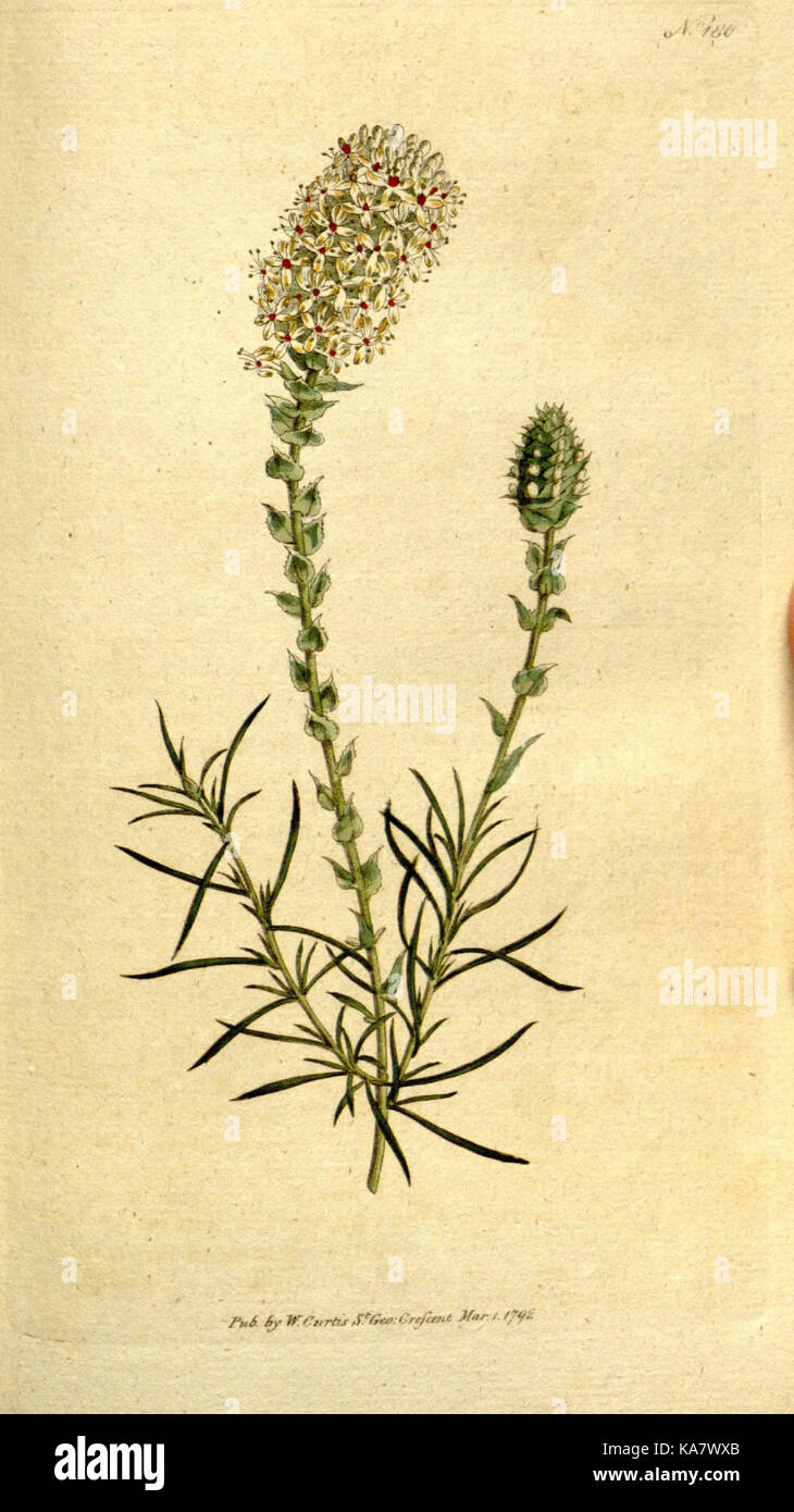 The Botanical magazine, or, Flower garden displayed (Plate 186) (8559500733) Stock Photo