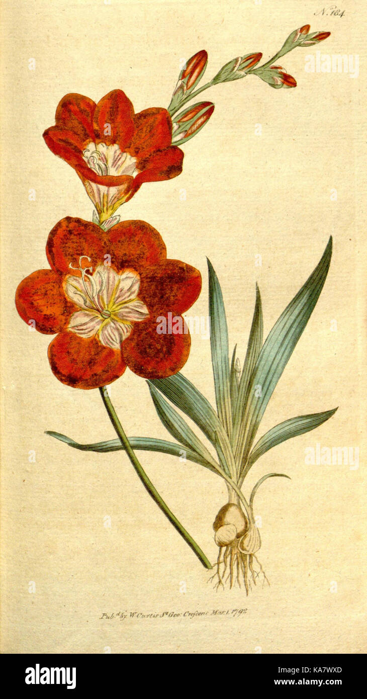 The Botanical magazine, or, Flower garden displayed (Plate 184) (8560607442) Stock Photo