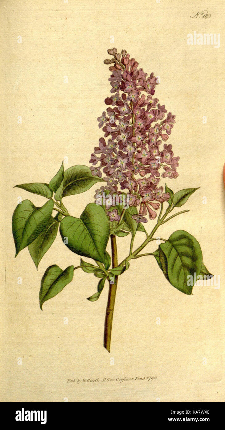 The Botanical magazine, or, Flower garden displayed (Plate 183) (8559498695) Stock Photo