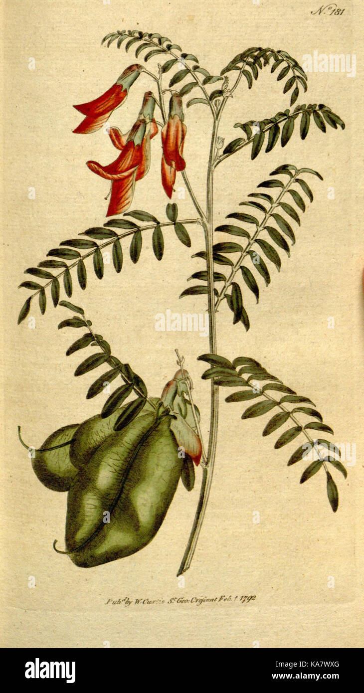 The Botanical magazine, or, Flower garden displayed (Plate 181) (8559497453) Stock Photo