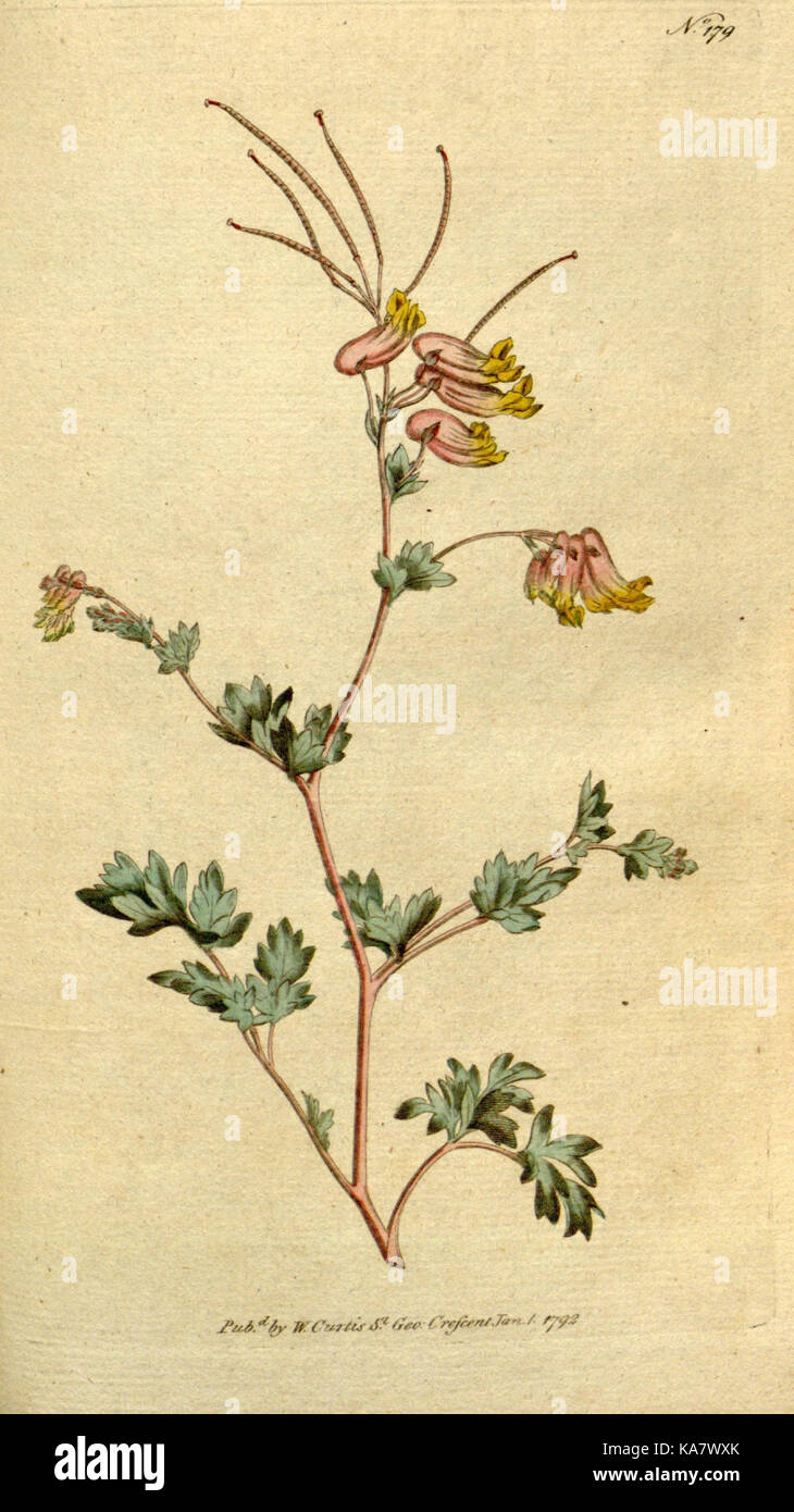 The Botanical magazine, or, Flower garden displayed (Plate 179) (8559496029) Stock Photo