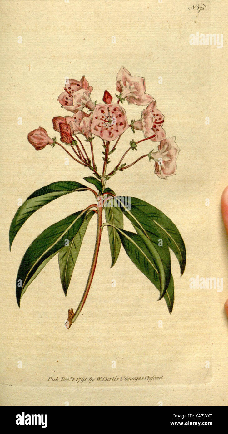 The Botanical magazine, or, Flower garden displayed (Plate 175) (8559492821) Stock Photo