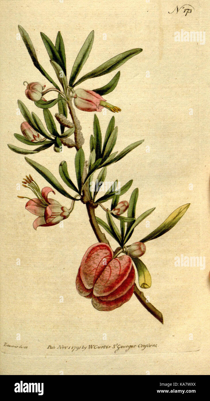 The Botanical magazine, or, Flower garden displayed (Plate 173) (8560599900) Stock Photo
