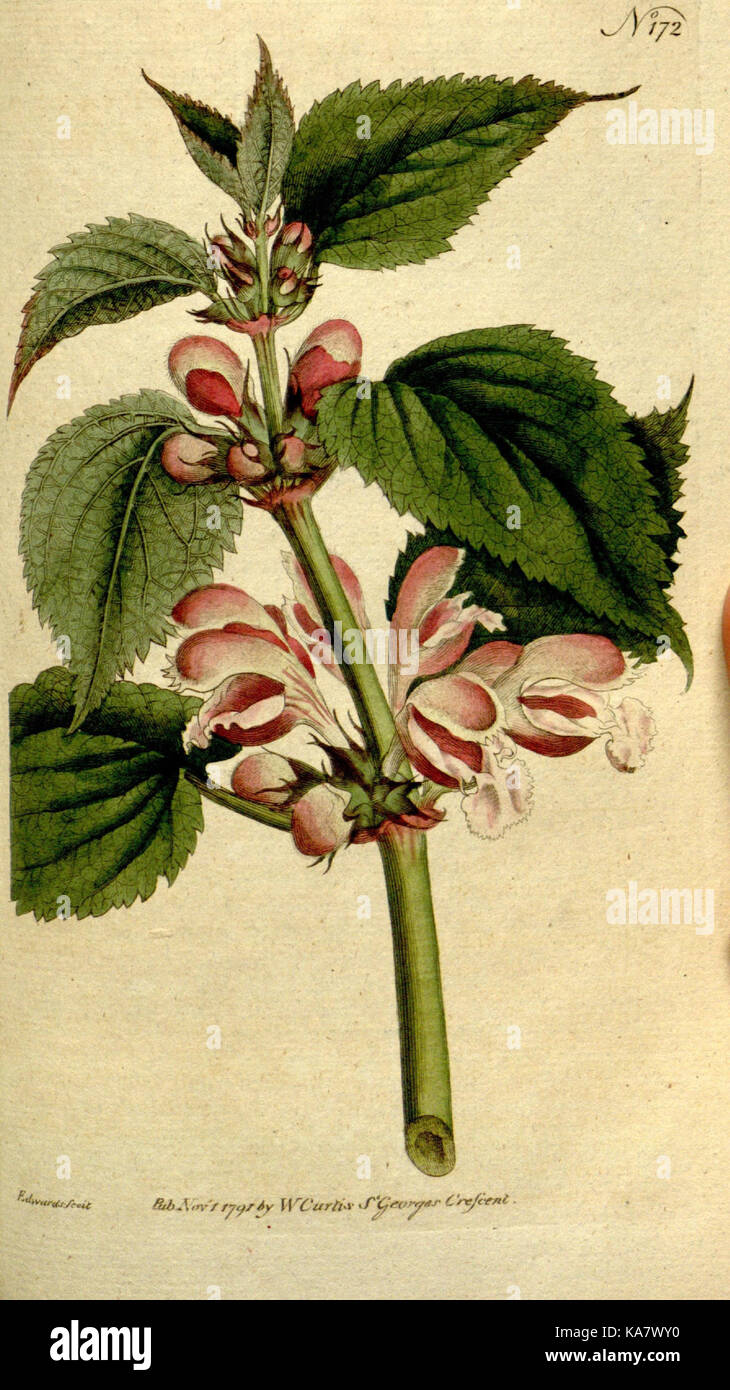 The Botanical magazine, or, Flower garden displayed (Plate 172) (8559490773) Stock Photo