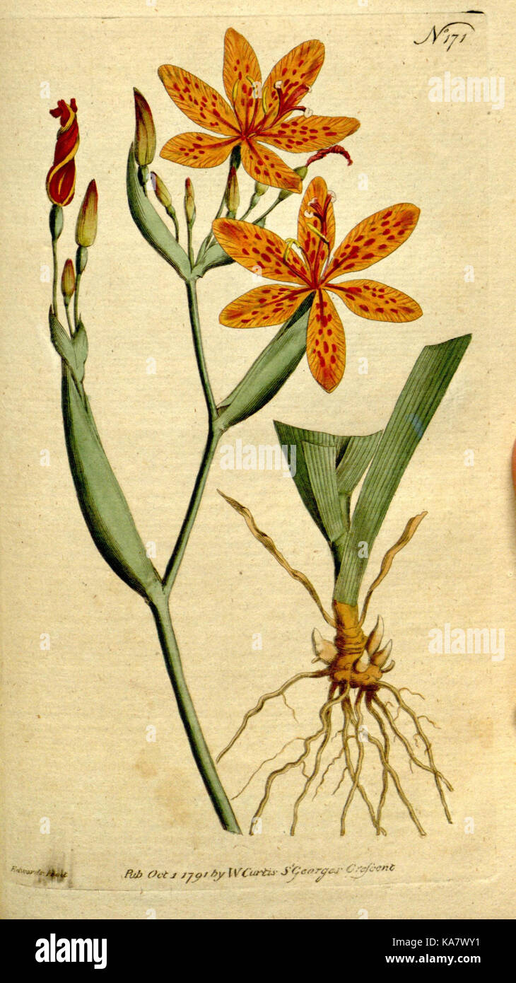 The Botanical magazine, or, Flower garden displayed (Plate 171) (8560598592) Stock Photo