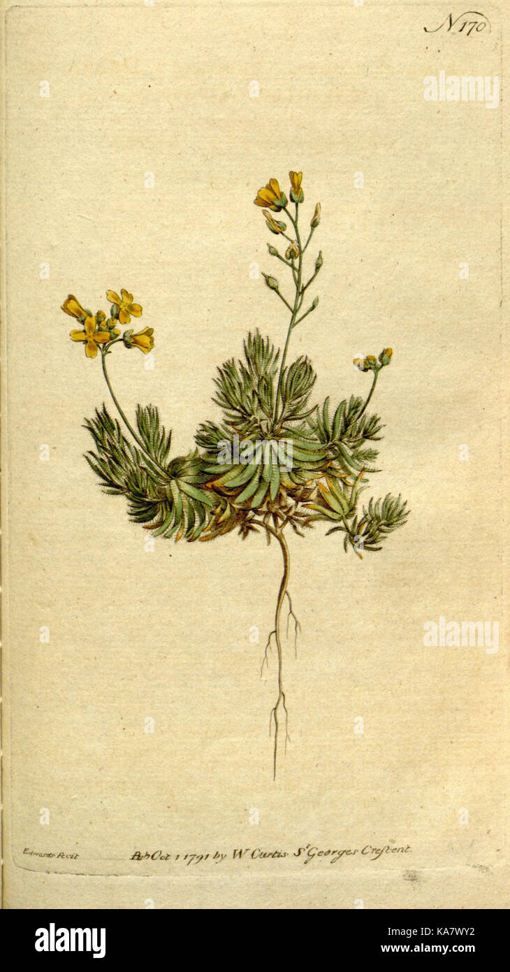 The Botanical magazine, or, Flower garden displayed (Plate 170) (8560598066) Stock Photo