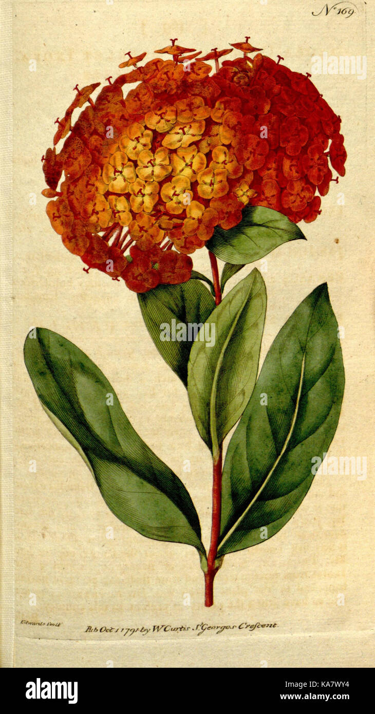 The Botanical magazine, or, Flower garden displayed (Plate 169) (8559489067) Stock Photo