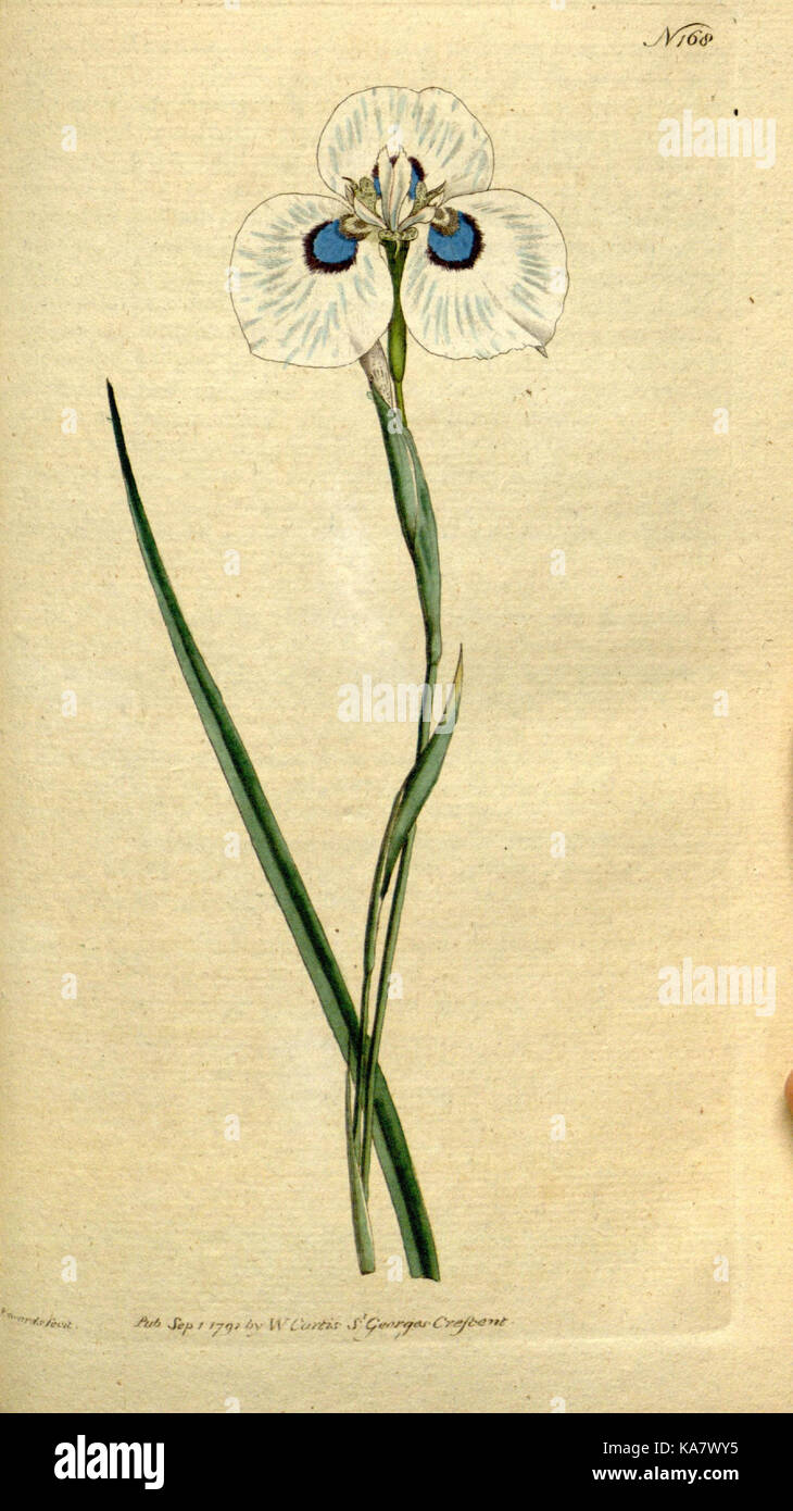 The Botanical magazine, or, Flower garden displayed (Plate 168) (8559488457) Stock Photo