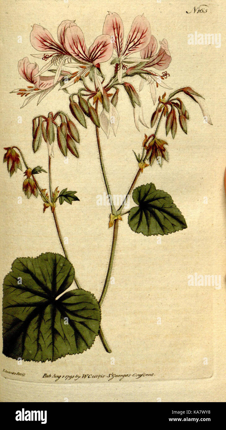 The Botanical magazine, or, Flower garden displayed (Plate 165) (8560595186) Stock Photo
