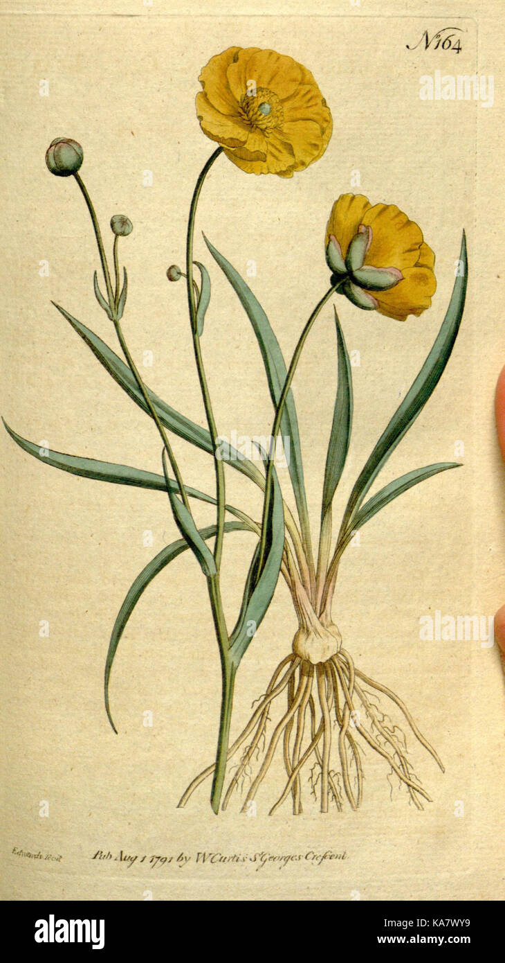 The Botanical magazine, or, Flower garden displayed (Plate 164) (8559486197) Stock Photo