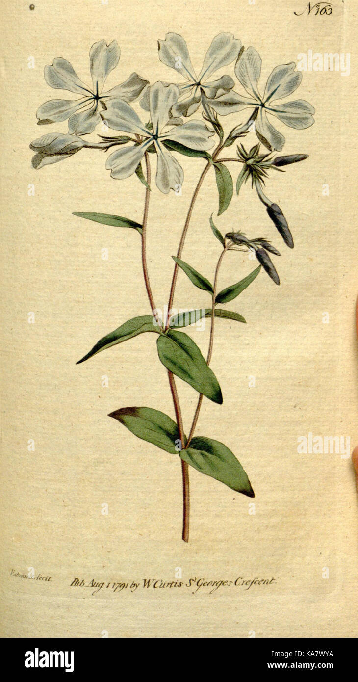 The Botanical magazine, or, Flower garden displayed (Plate 163) (8560594000) Stock Photo