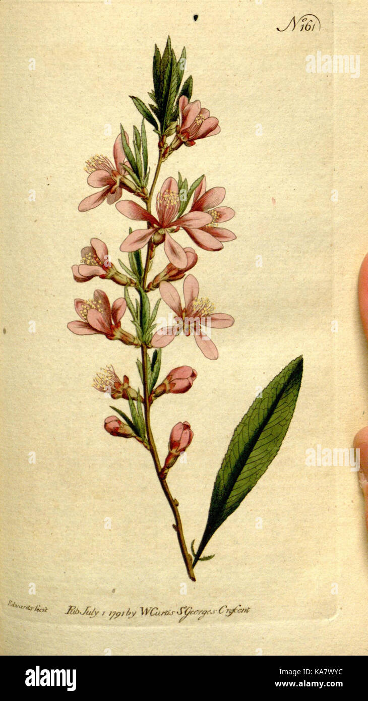 The Botanical magazine, or, Flower garden displayed (Plate 161) (8560592476) Stock Photo