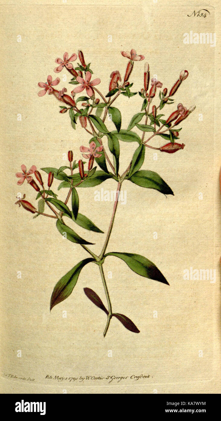 The Botanical magazine, or, Flower garden displayed (Plate 154) (8559479025) Stock Photo