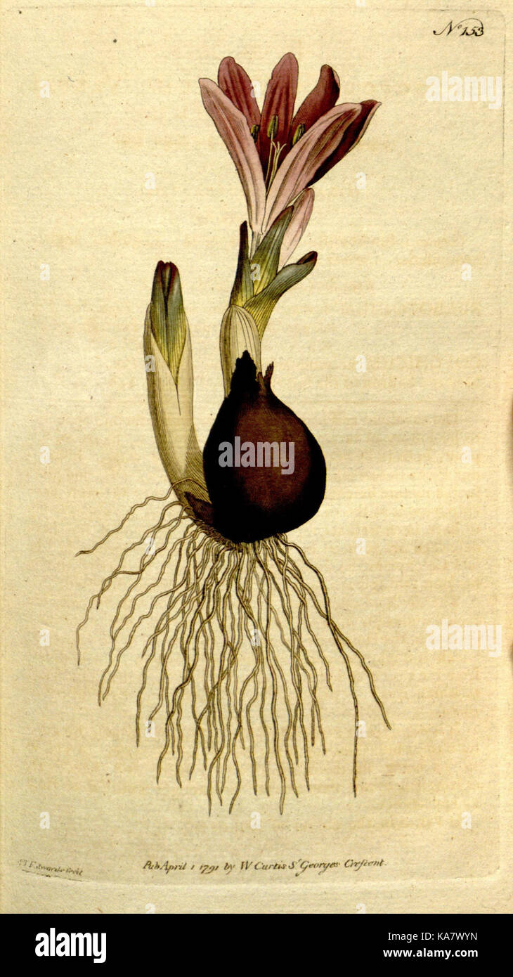 The Botanical magazine, or, Flower garden displayed (Plate 153) (8559478467) Stock Photo