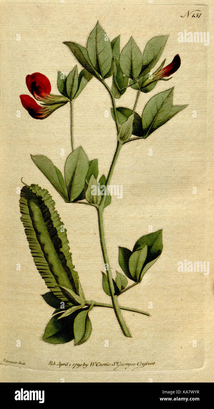 The Botanical magazine, or, Flower garden displayed (Plate 151) (8559477127) Stock Photo