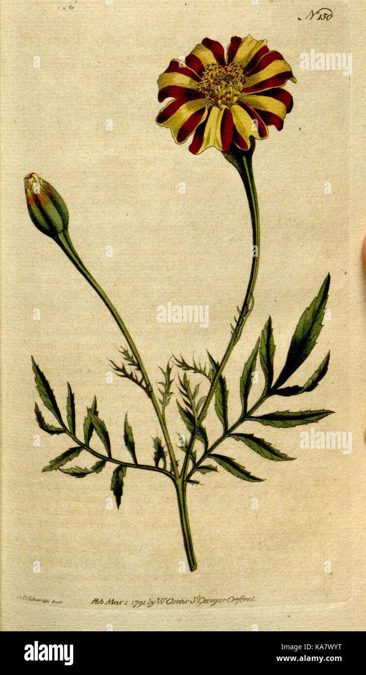 The Botanical magazine, or, Flower garden displayed (Plate 150) (8559476527) Stock Photo