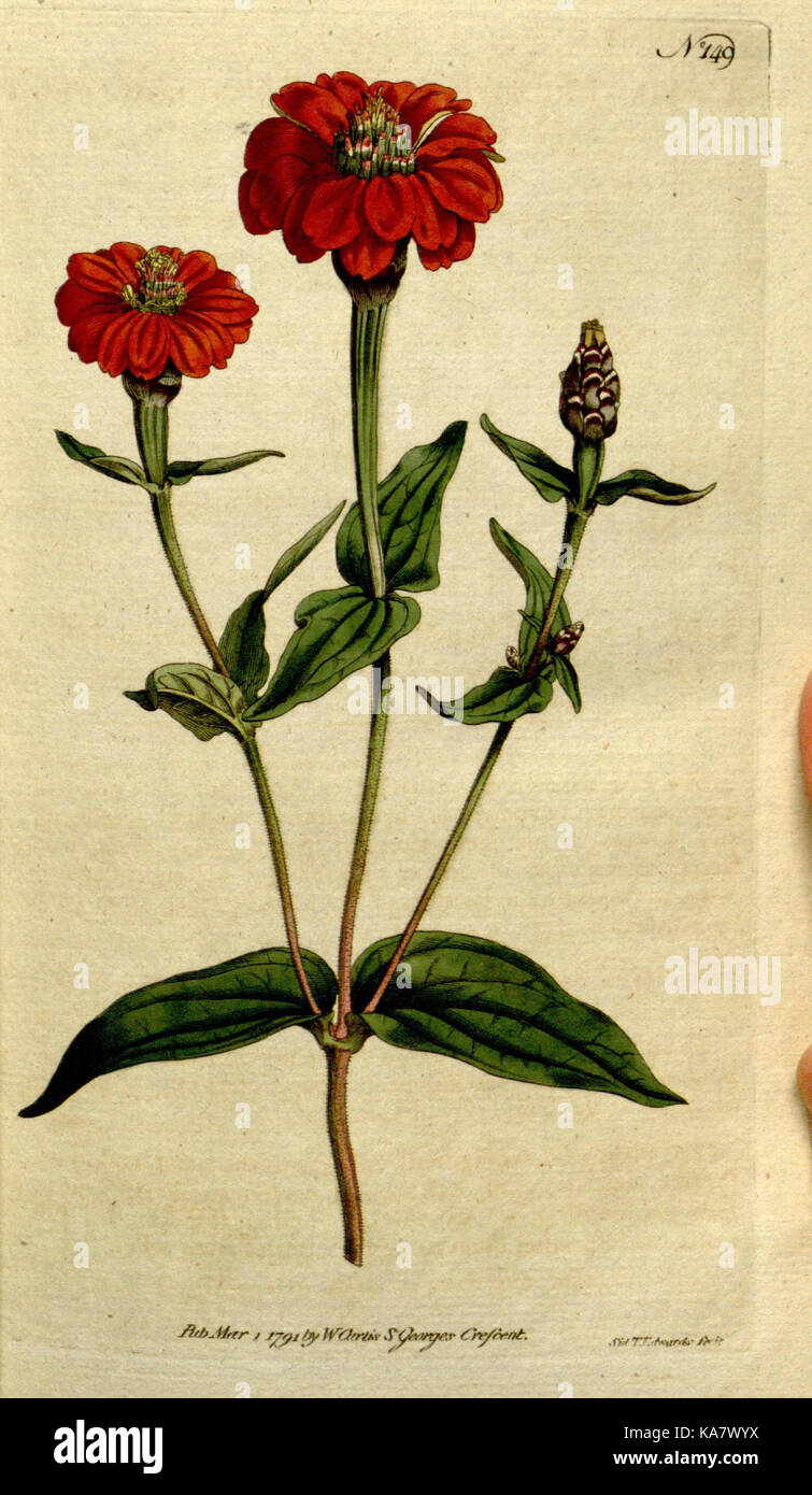 The Botanical magazine, or, Flower garden displayed (Plate 149) (8559475939) Stock Photo
