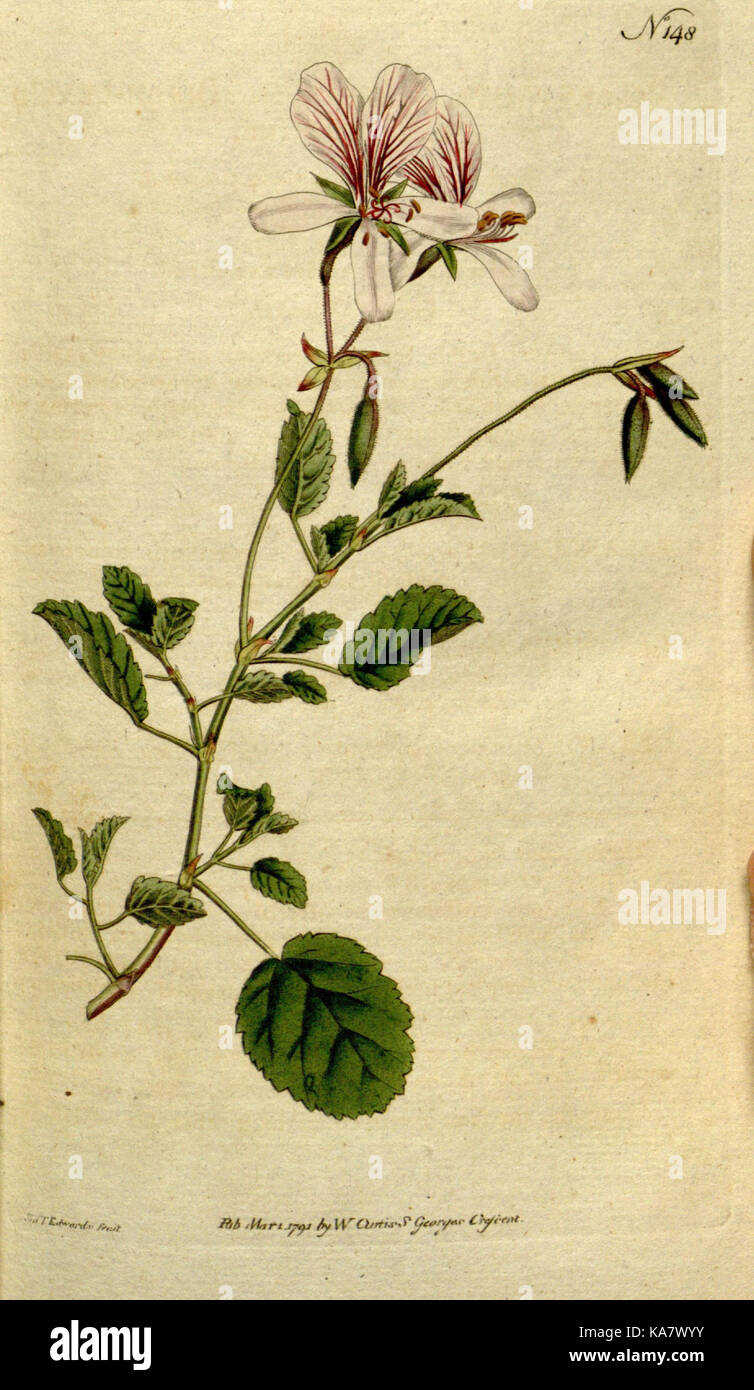 The Botanical magazine, or, Flower garden displayed (Plate 148) (8560582668) Stock Photo