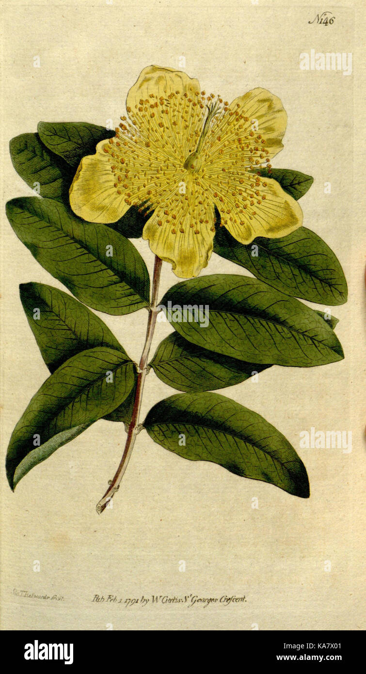 The Botanical magazine, or, Flower garden displayed (Plate 146) (8560581358) Stock Photo