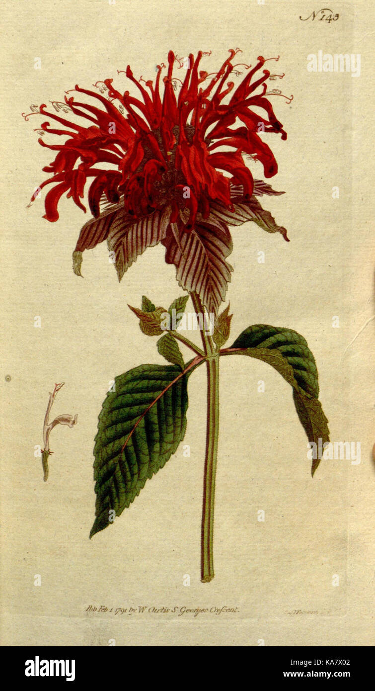 The Botanical magazine, or, Flower garden displayed (Plate 145) (8560580770) Stock Photo