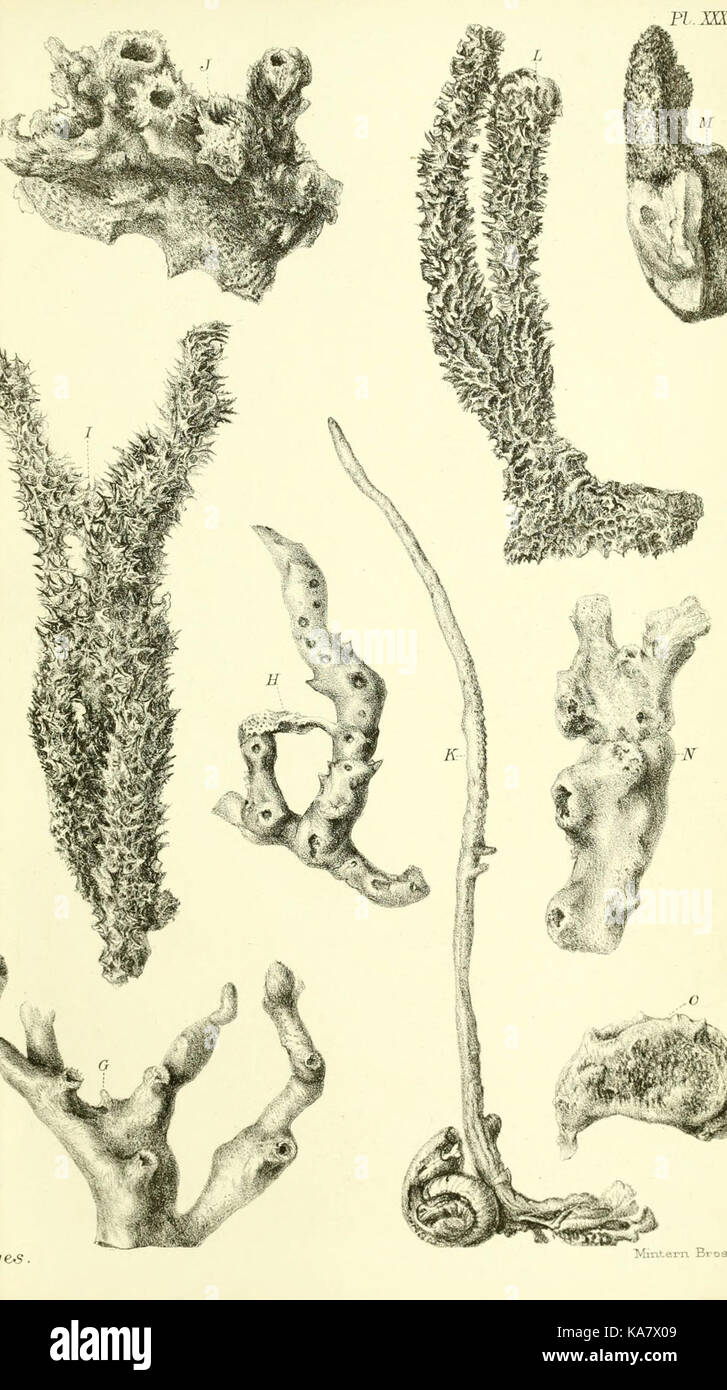 Report on the zoological collections made in the Indo Pacific Ocean during the voyage of H.M.S. 'Alert' 1881 2 (Pl. XXXIX) (5988063562) Stock Photo