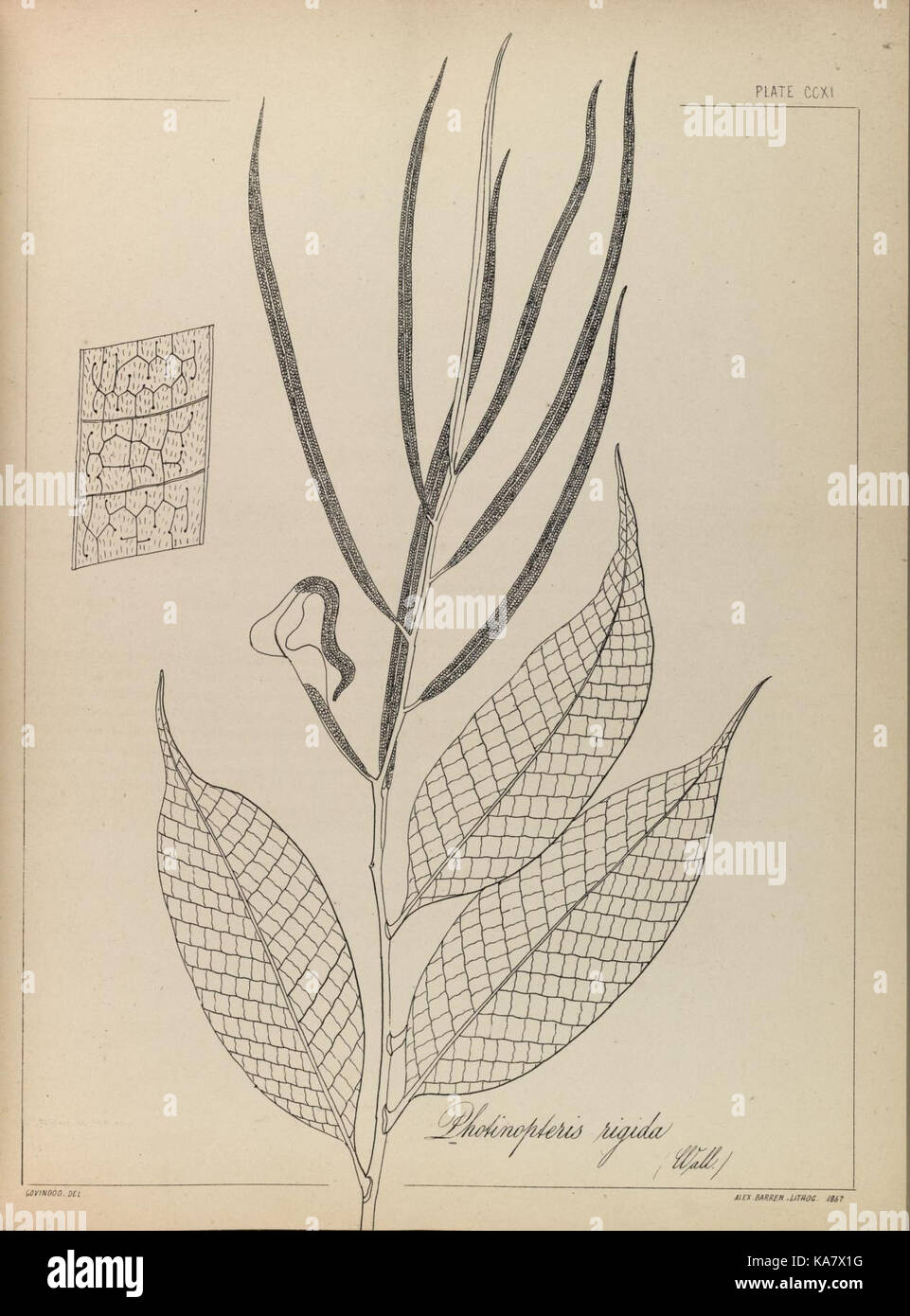 The ferns of British India (PLATE CCXI) (8531524046) Stock Photo