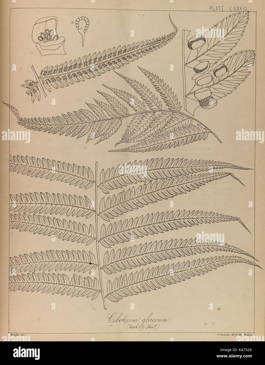 The ferns of British India (PLATE LXXXIII) (8530302371) Stock Photo