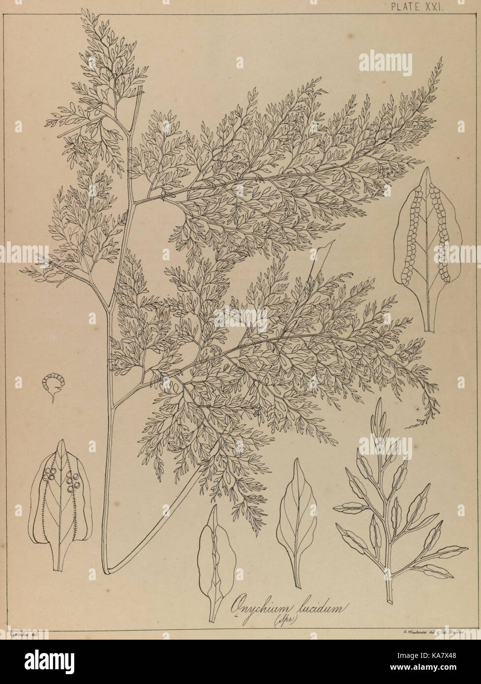 The ferns of British India (PLATE XXI) (8531391486) Stock Photo