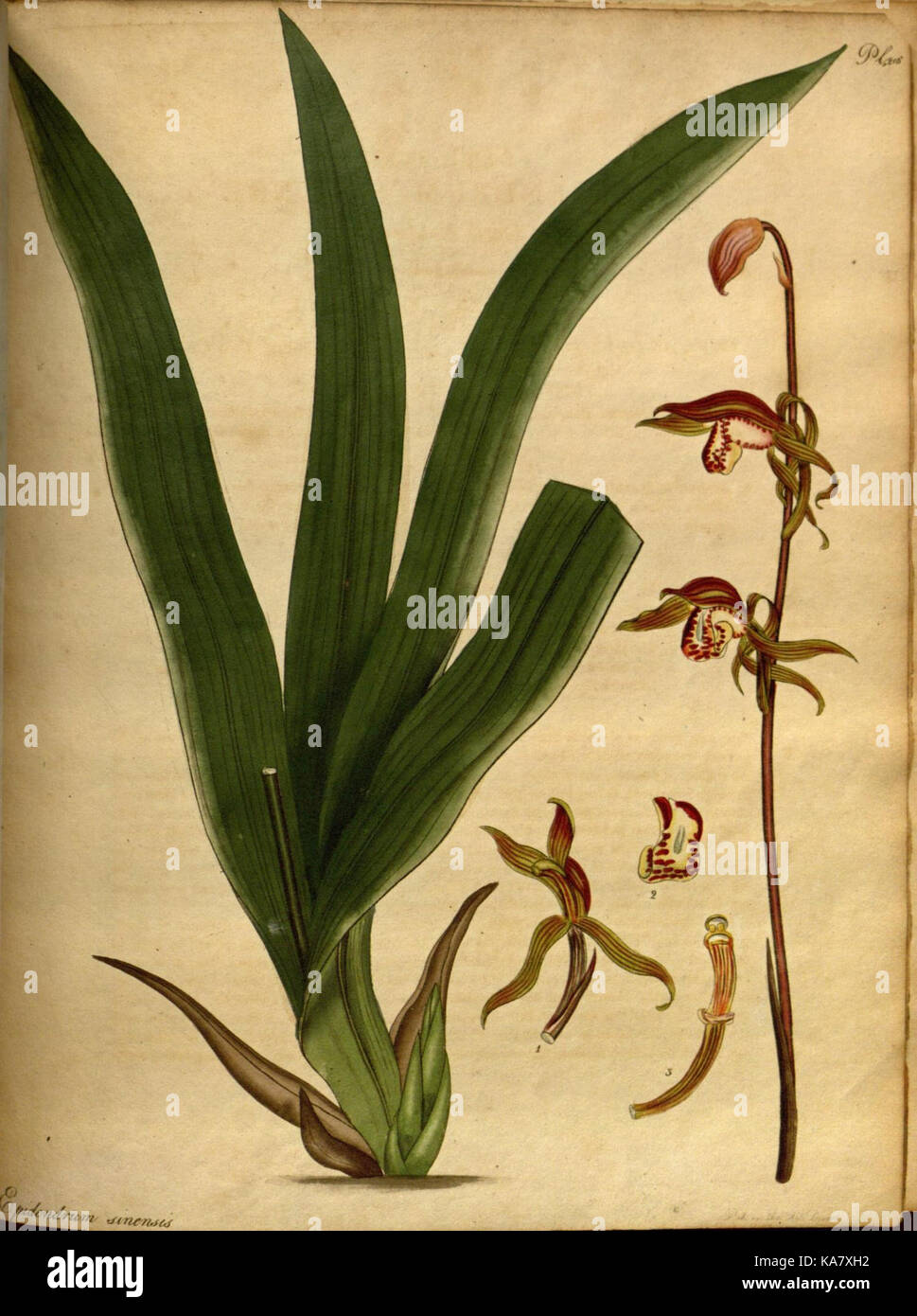 The botanist's repository, for new and rare plants (Pl. 216) (7752590170) Stock Photo