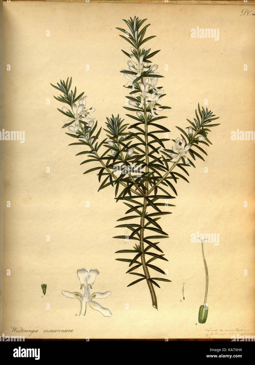 The botanist's repository, for new and rare plants (Pl. 214) (7752588290) Stock Photo