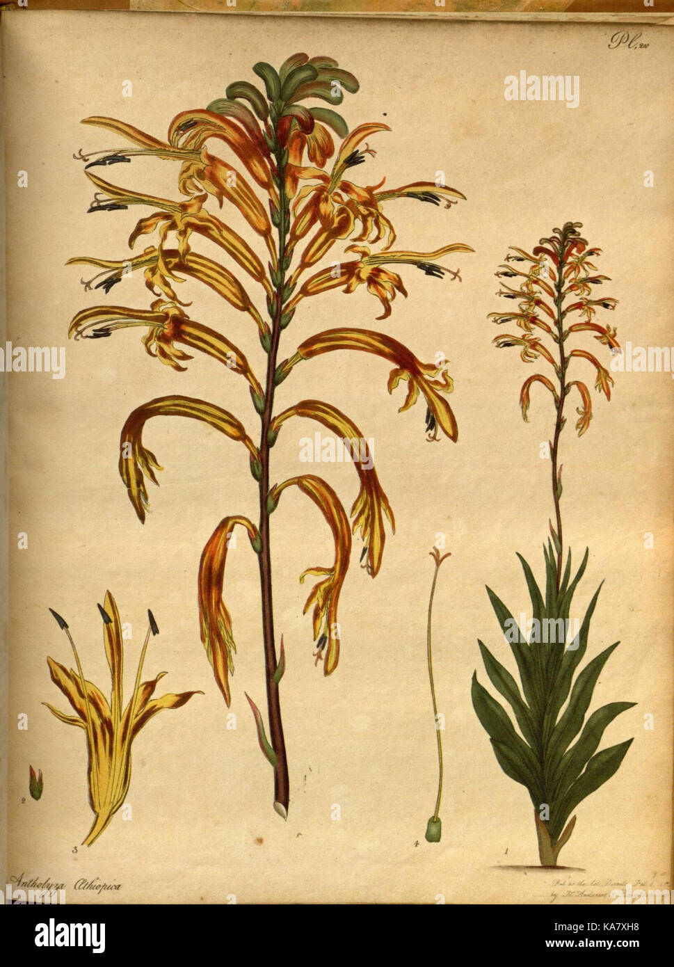 The botanist's repository, for new and rare plants (Pl. 210) (7752585486) Stock Photo