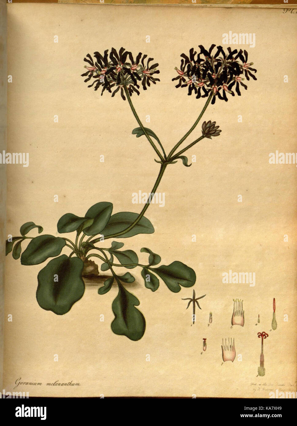 The botanist's repository, for new and rare plants (Pl. 209) (7752584772) Stock Photo