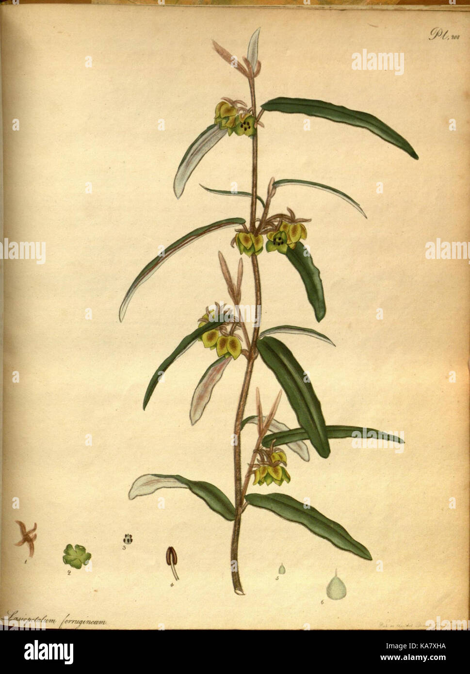 The botanist's repository, for new and rare plants (Pl. 208) (7752584066) Stock Photo