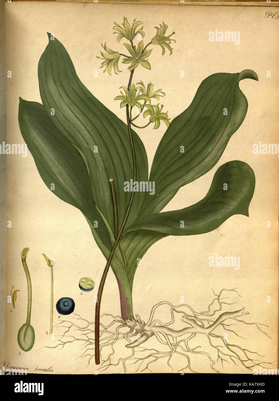 The botanist's repository, for new and rare plants (Pl. 206) (7752582808) Stock Photo