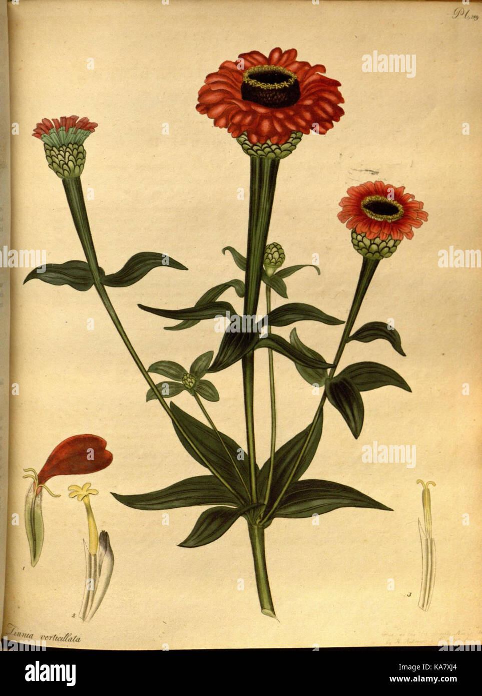 The botanist's repository, for new and rare plants (Pl. 189) (7752570514) Stock Photo