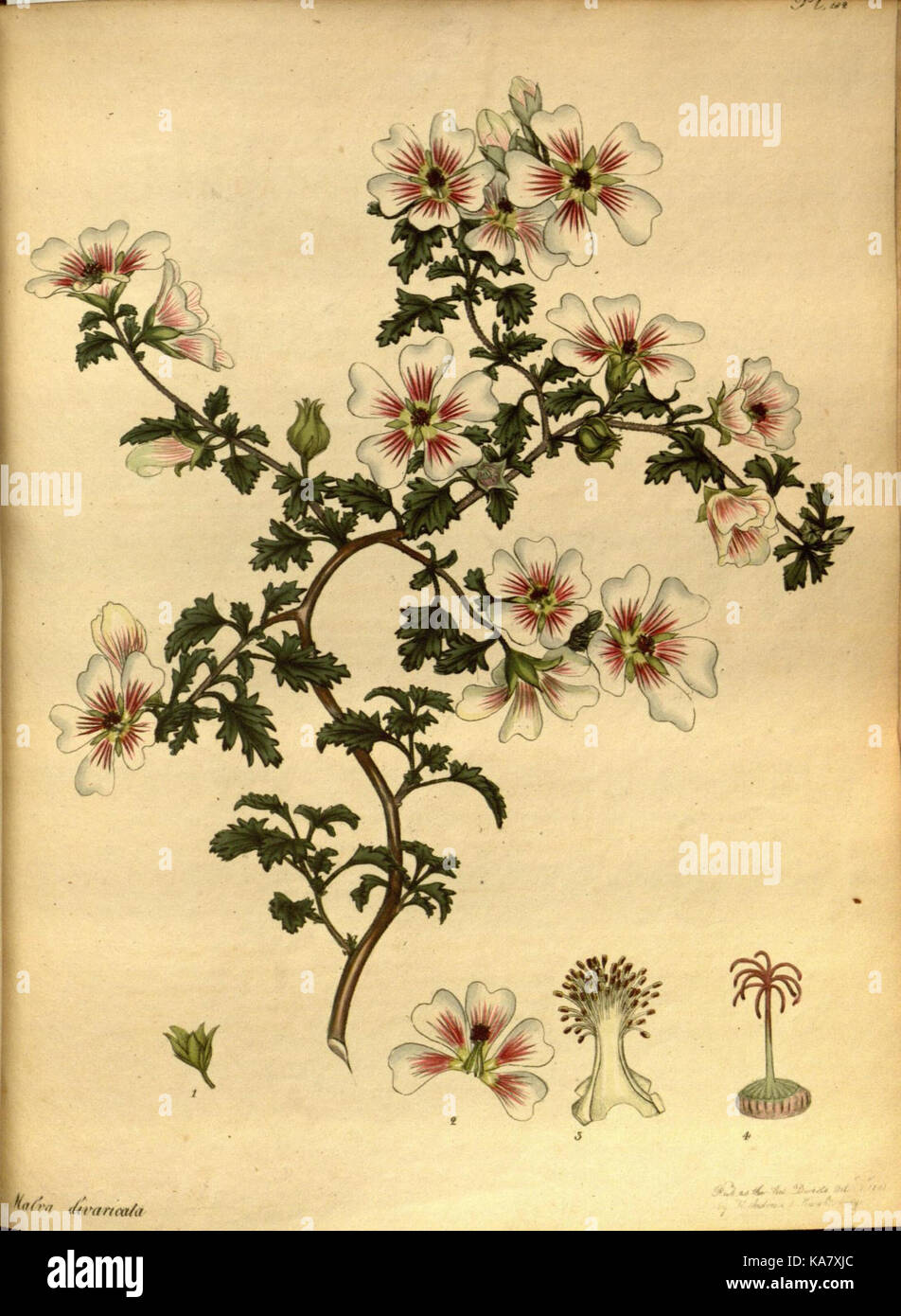 The botanist's repository, for new and rare plants (Pl. 182) (7752565296) Stock Photo