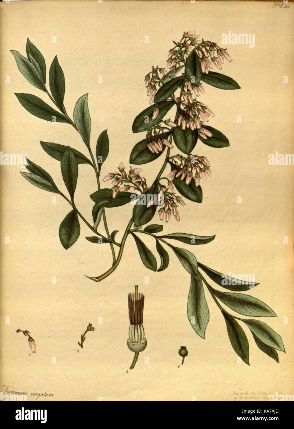 The botanist's repository, for new and rare plants (Pl. 181) (7752564590) Stock Photo