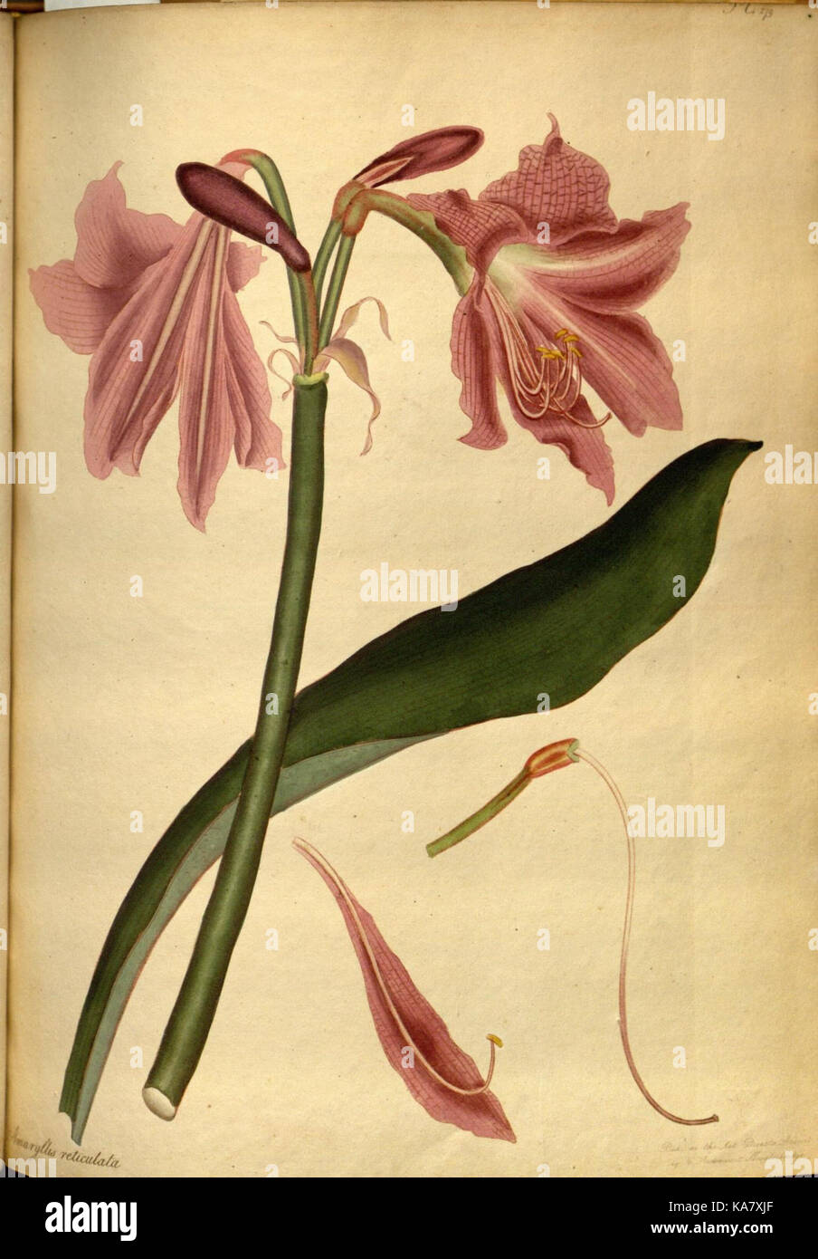 The botanist's repository, for new and rare plants (Pl. 179) (7752563240) Stock Photo
