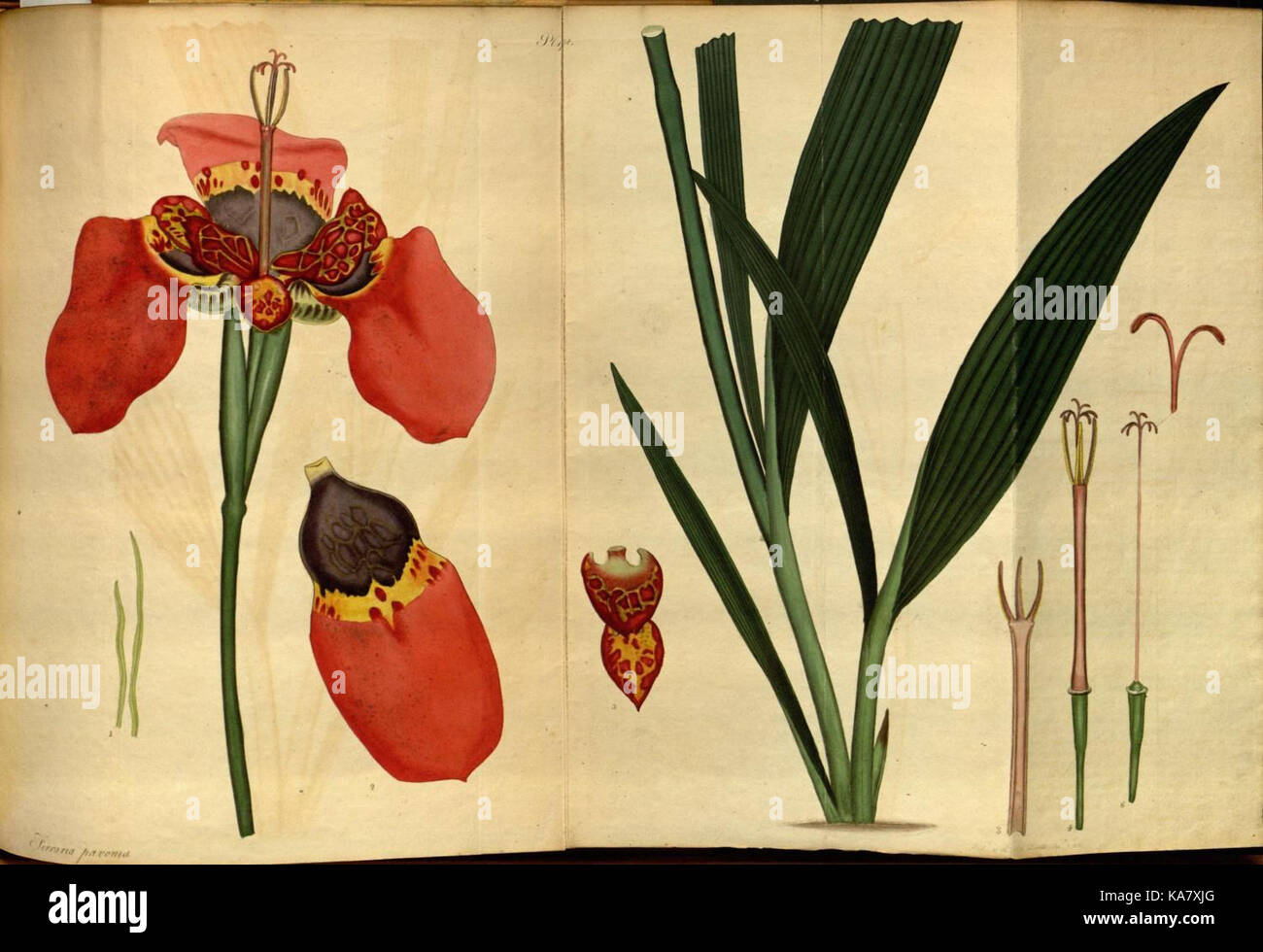 The botanist's repository, for new and rare plants (Pl. 178) (7752562444) Stock Photo