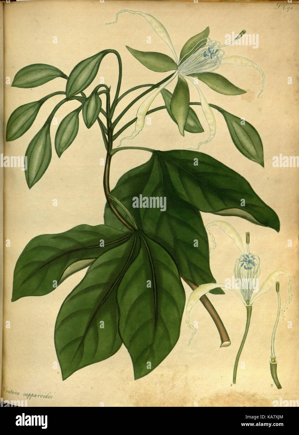 The botanist's repository, for new and rare plants (Pl. 176) (7752561198) Stock Photo