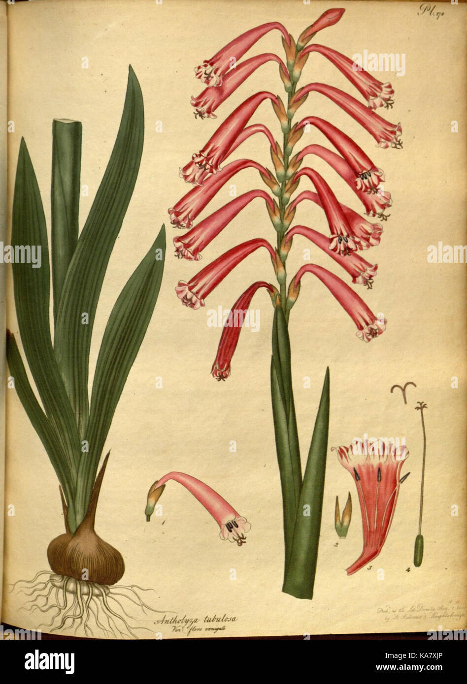 The botanist's repository, for new and rare plants (Pl. 174) (7752559720) Stock Photo