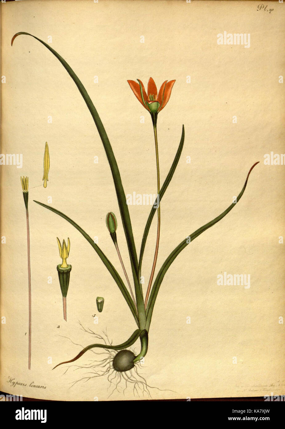 The botanist's repository, for new and rare plants (Pl. 171) (7752557580) Stock Photo