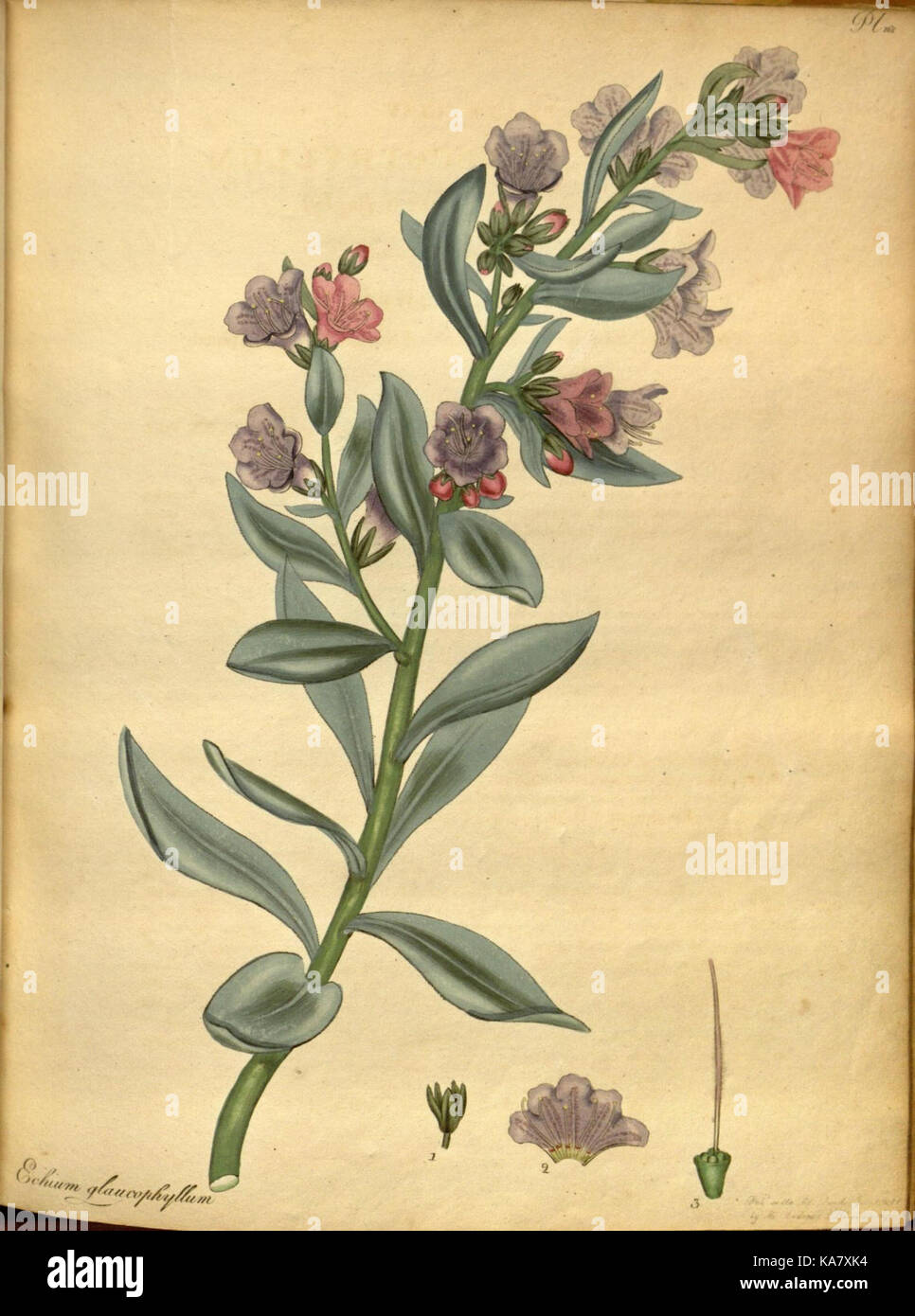 The botanist's repository, for new and rare plants (Pl. 165) (7752553530) Stock Photo