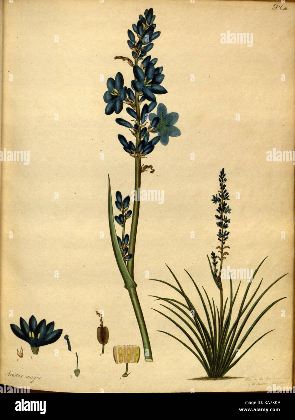 The botanist's repository, for new and rare plants (Pl. 160) (7752550192) Stock Photo