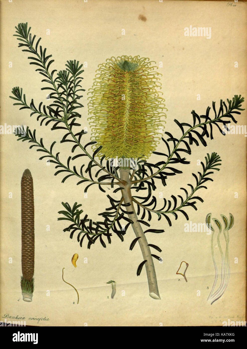 The botanist's repository, for new and rare plants (Pl. 156) (7752547332) Stock Photo