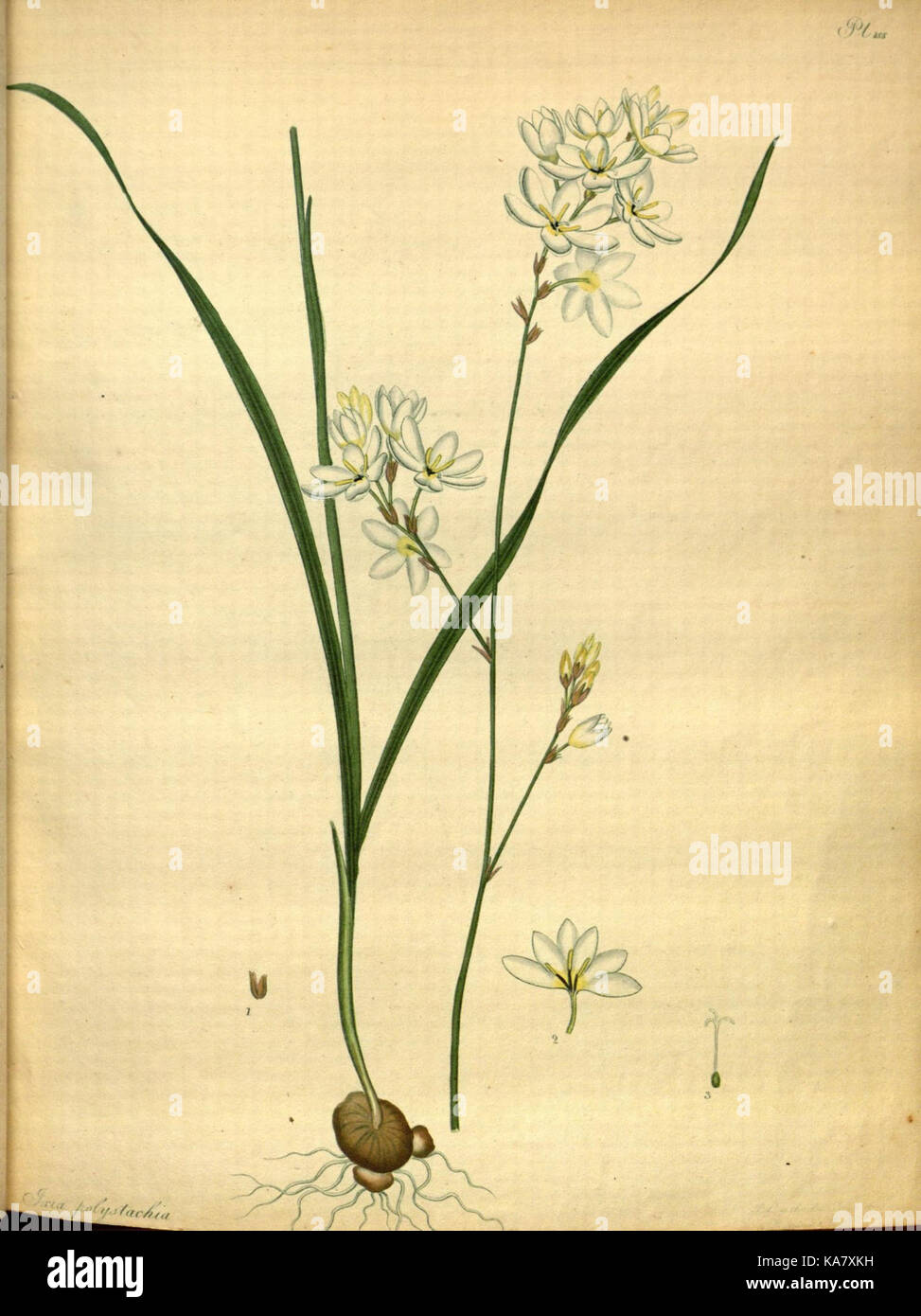 The botanist's repository, for new and rare plants (Pl. 155) (7752546588) Stock Photo
