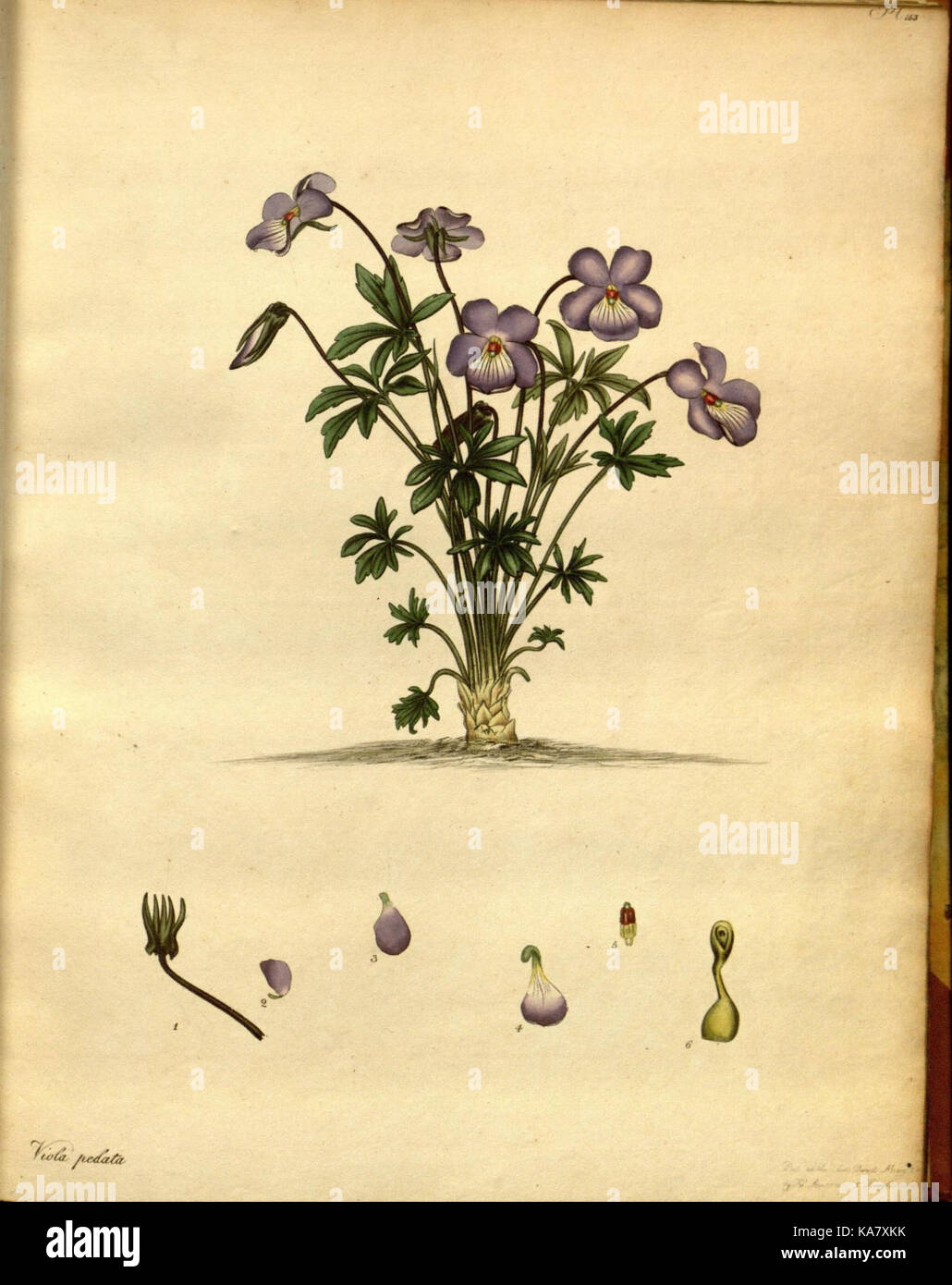 The botanist's repository, for new and rare plants (Pl. 153) (7752544962) Stock Photo