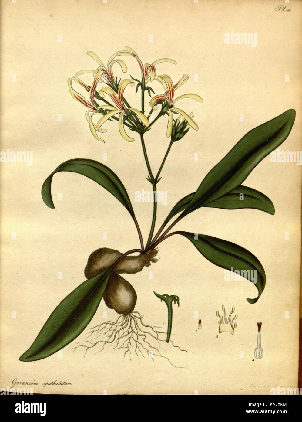The botanist's repository, for new and rare plants (Pl. 152) (7752544194) Stock Photo