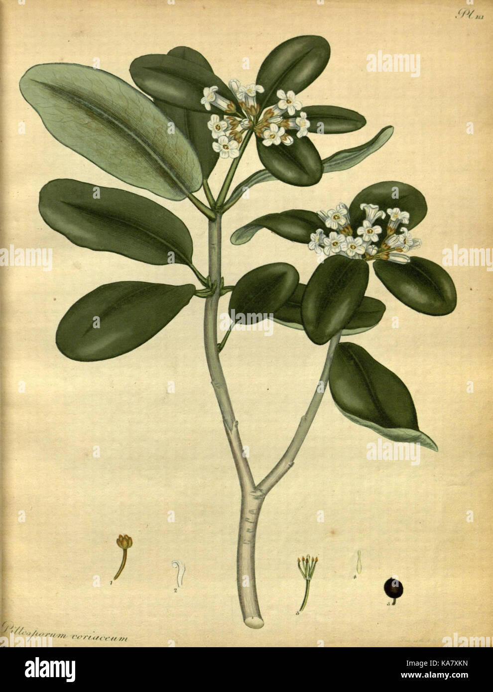 The botanist's repository, for new and rare plants (Pl. 151) (7752543454) Stock Photo